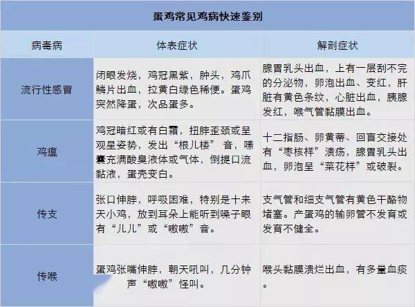 探索未知，解析新澳今晚资料鸡号与飞速释义解释落实的重要性